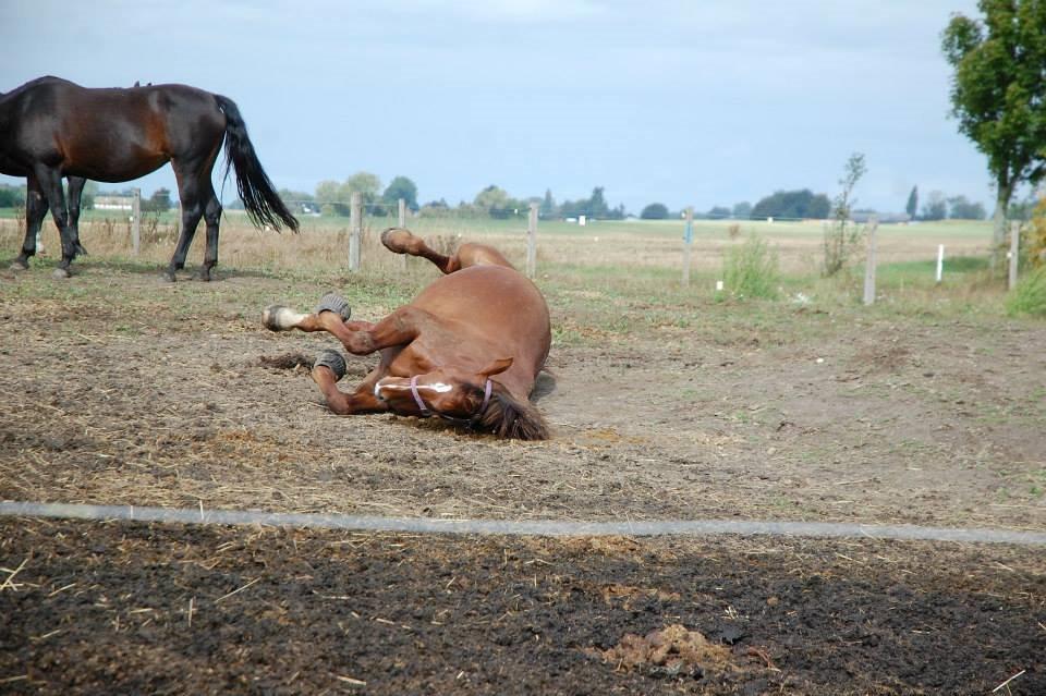 Oldenborg Alexsandie - Haha tosse billede 11