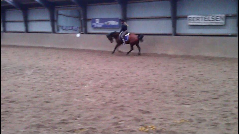 Dansk Varmblod Feldborgs Shanti billede 14