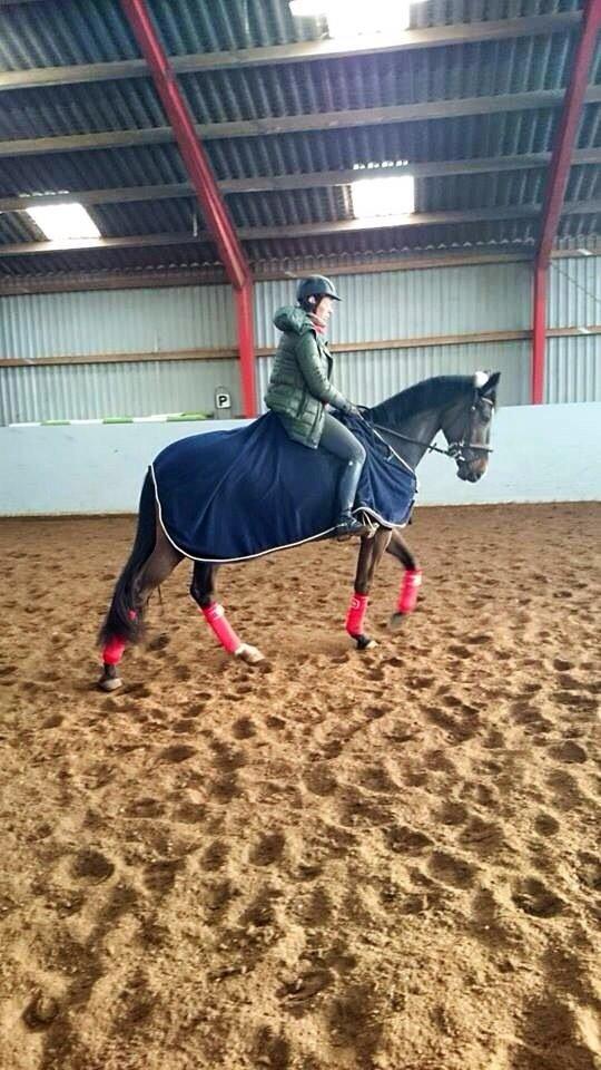 Dansk Varmblod Do Mali` billede 19