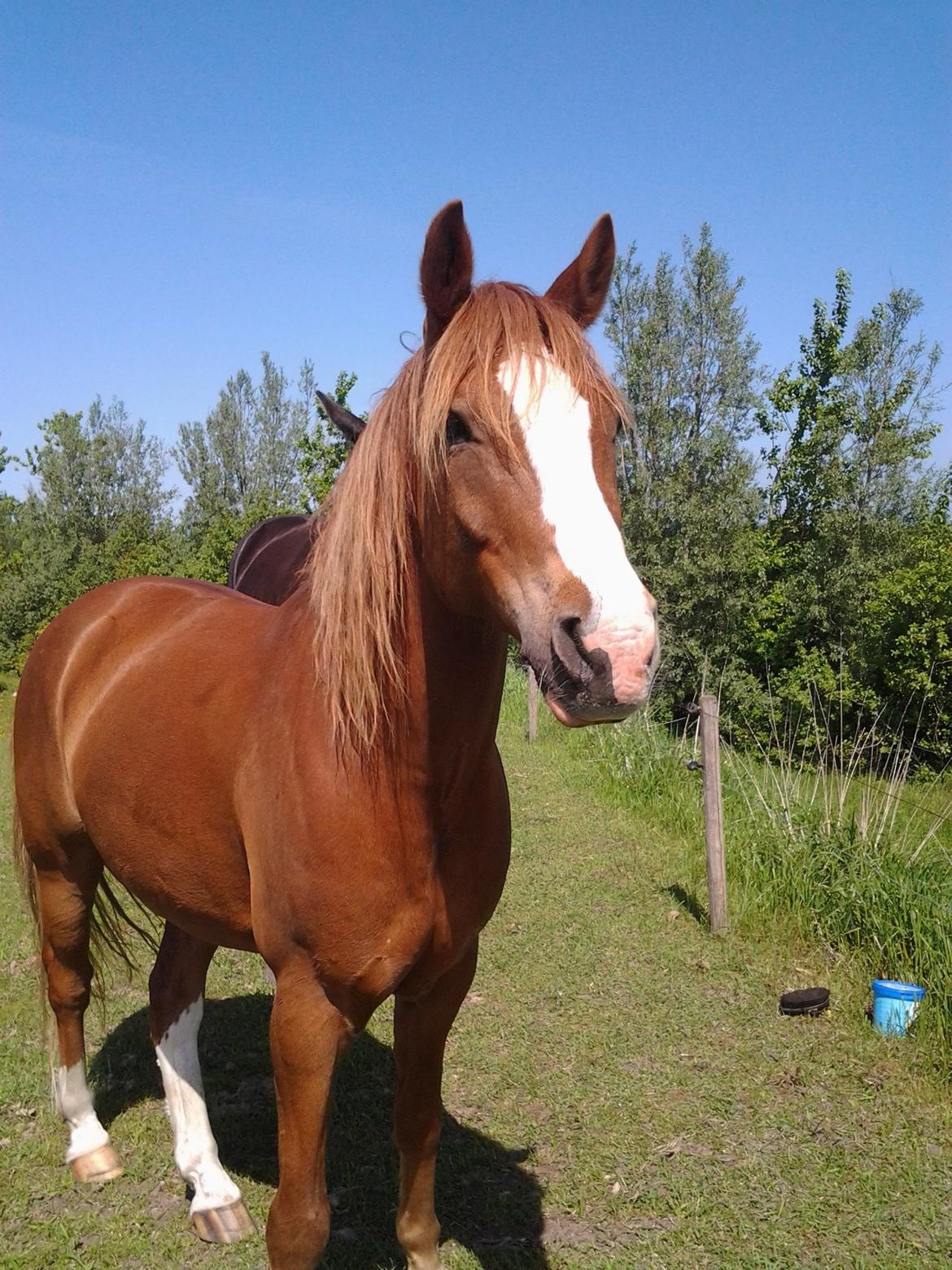 Anden særlig race Dreamer<3 - Elsker virklig den pony<3<3 billede 1