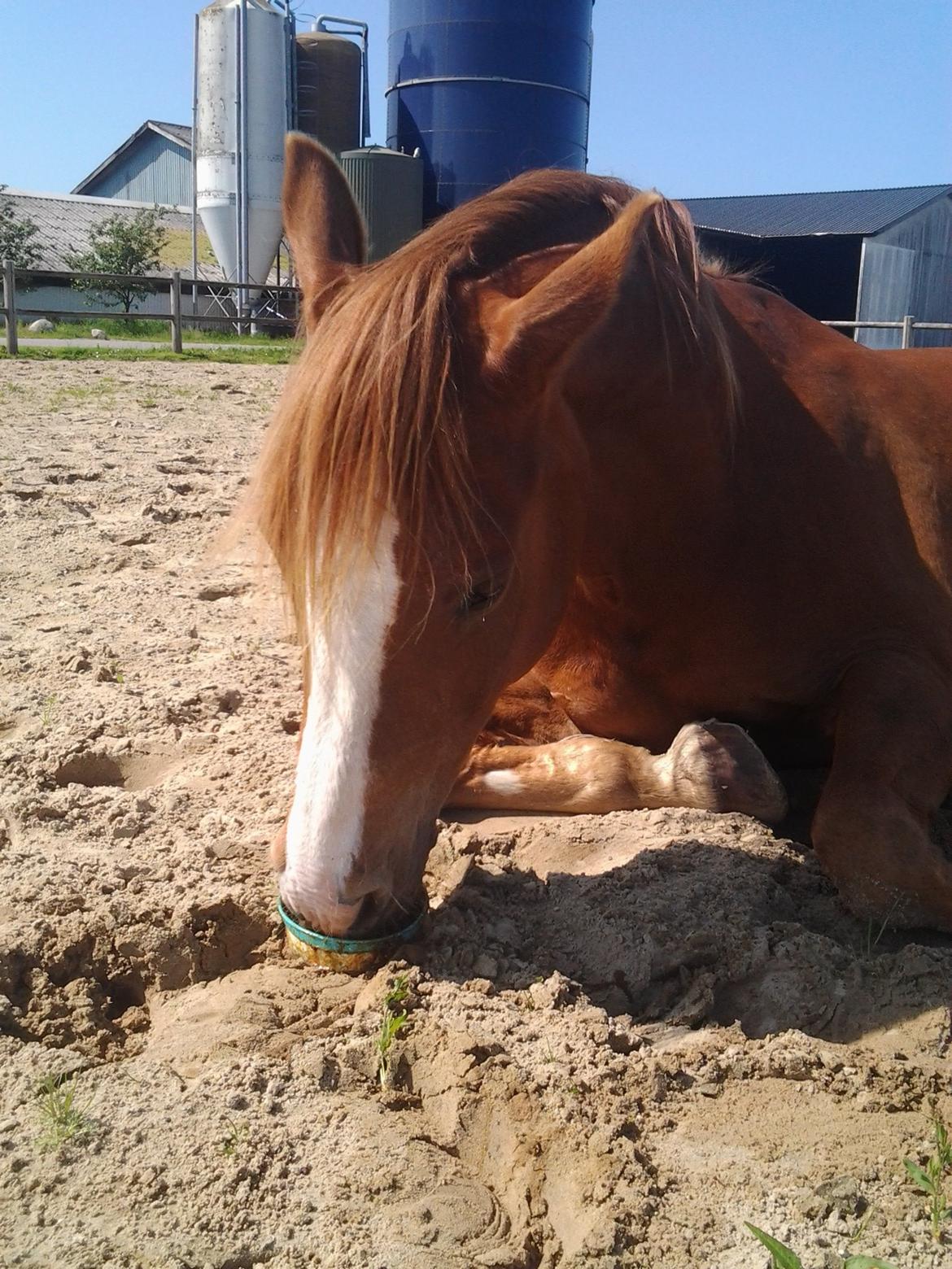 Anden særlig race Dreamer<3 billede 3