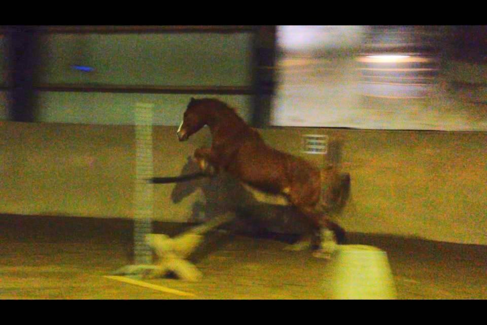 Anden særlig race Dreamer<3 - Ved godt at det ikke er et godt billede. Men han springer 120cm<3 Så stolt<3 billede 15