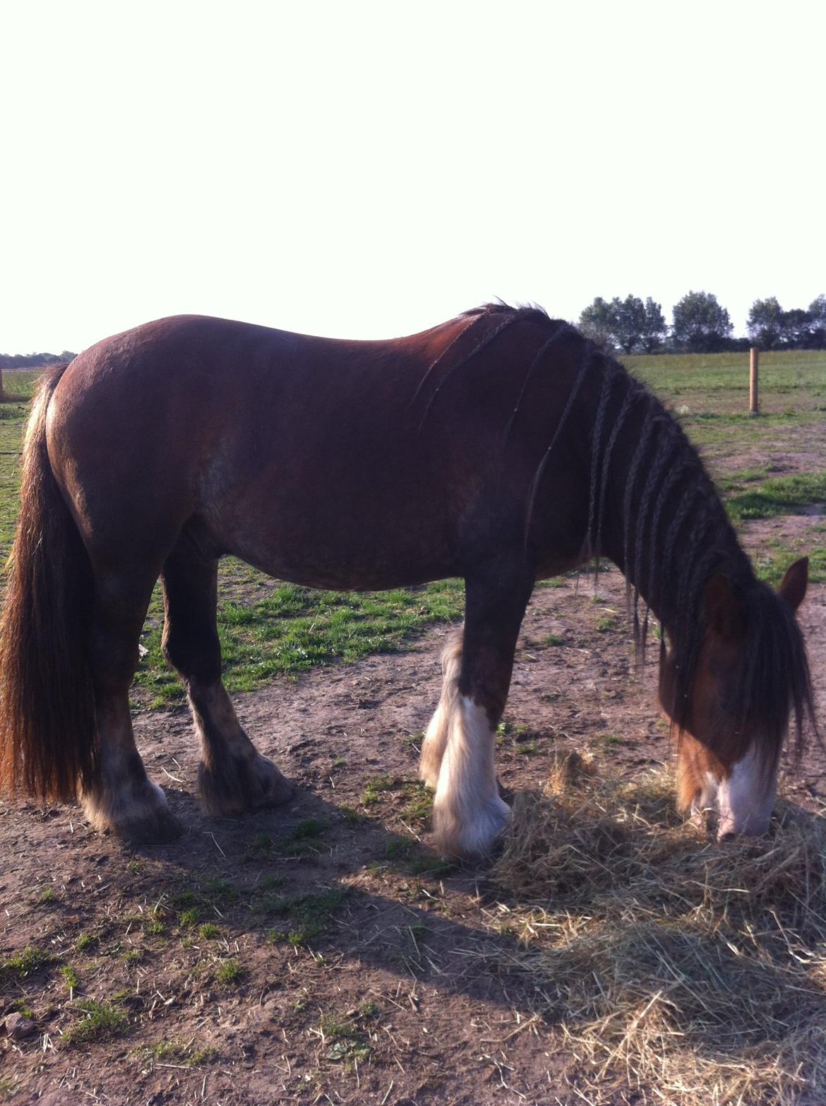 Irish Cob Caffrey  billede 8