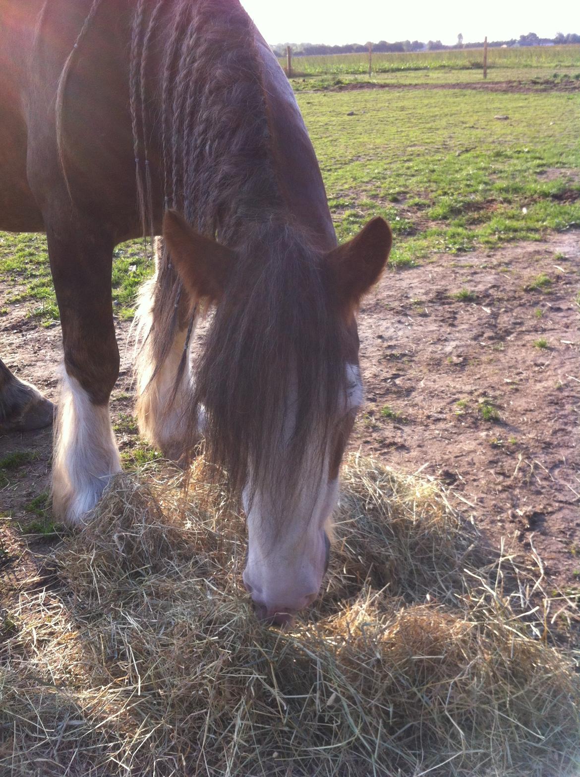 Irish Cob Caffrey  billede 9