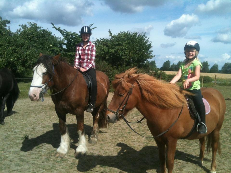 Irish Cob Caffrey  billede 10