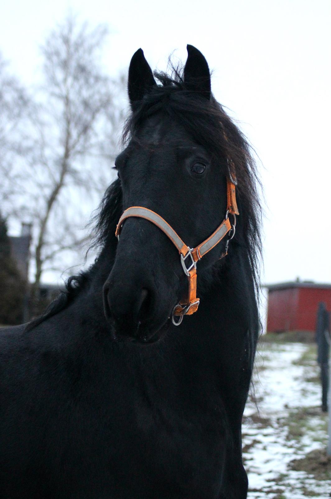 Frieser Remos fra Mørdrupgård billede 7