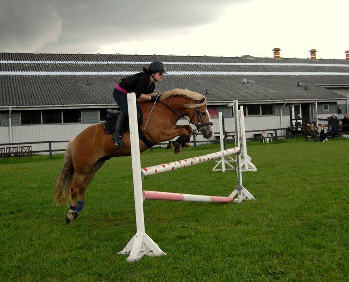 Haflinger Prins Hans -  | 16 | Vejen til respekt, er vejen til succes. billede 16