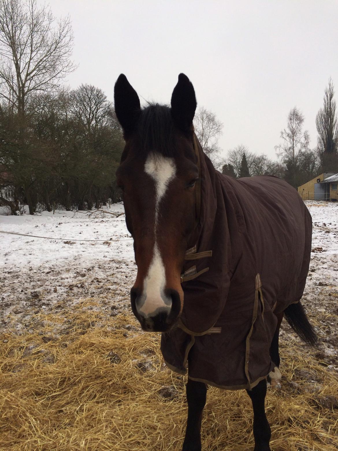 Traver Nok`en svimmel billede 14