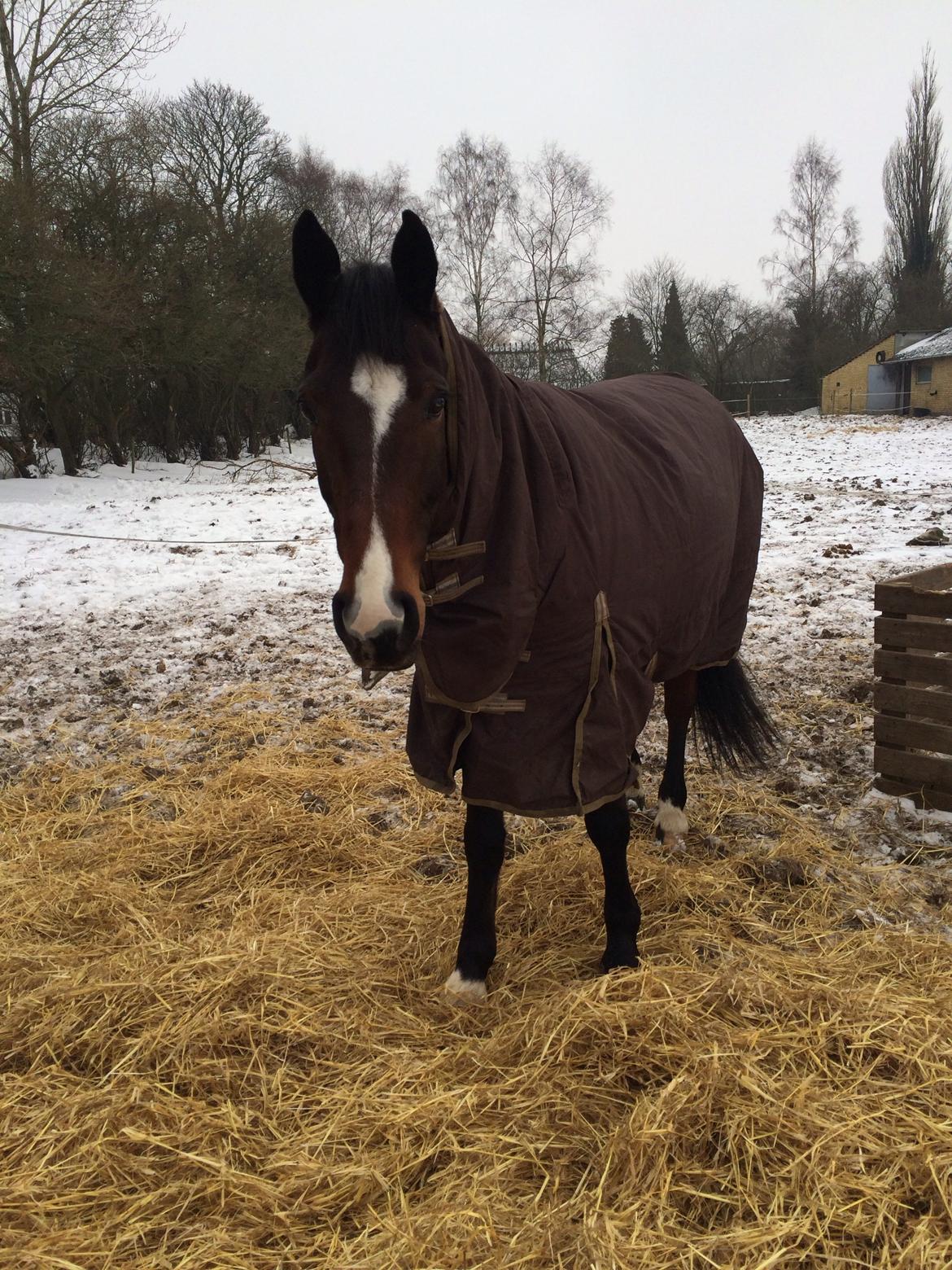 Traver Nok`en svimmel billede 15