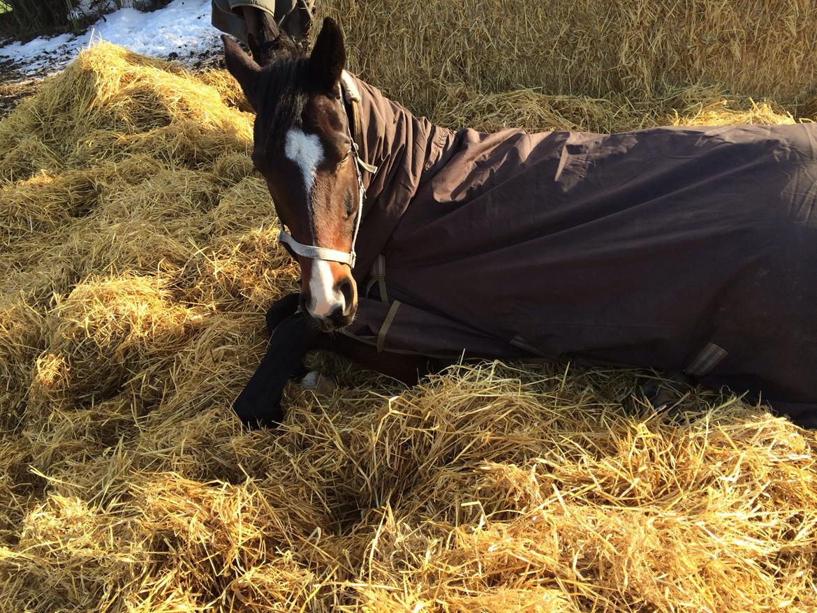 Traver Nok`en svimmel billede 16