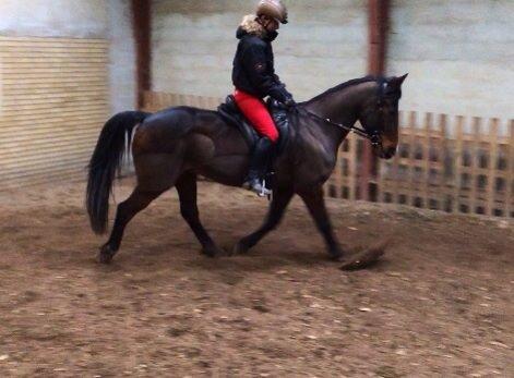 Traver Nok`en svimmel billede 17