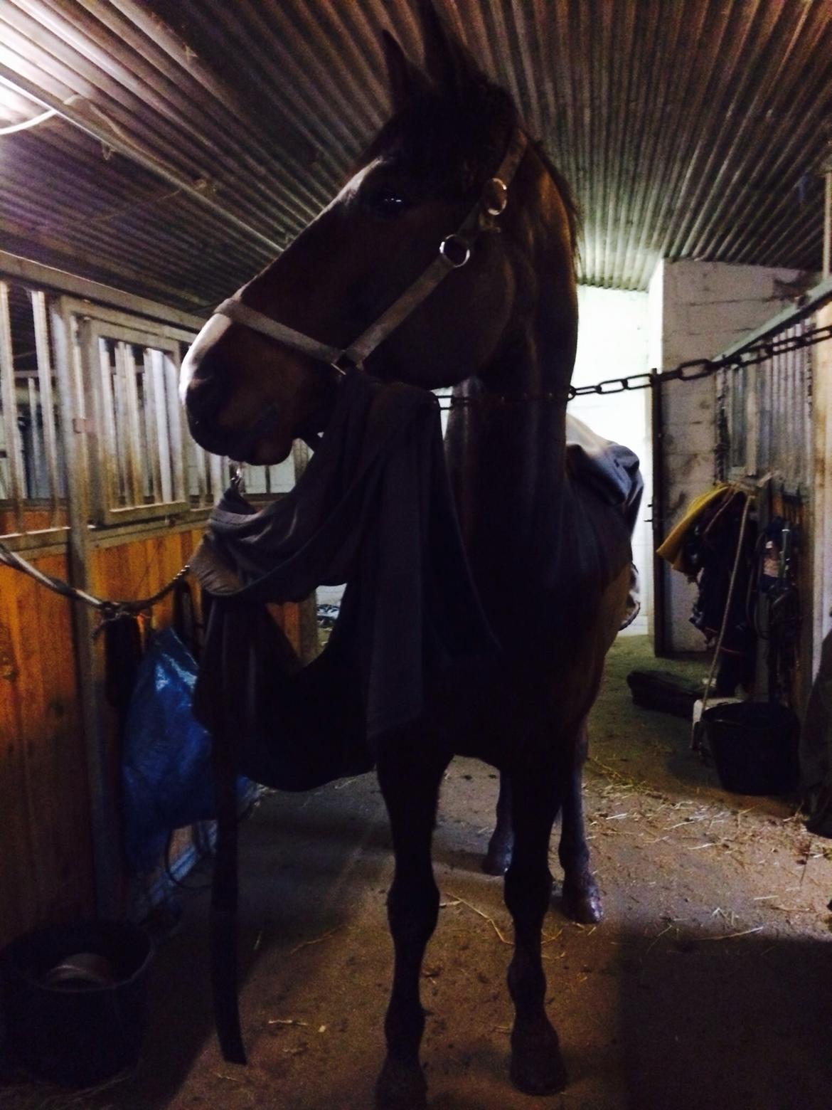 Traver Nok`en svimmel billede 19