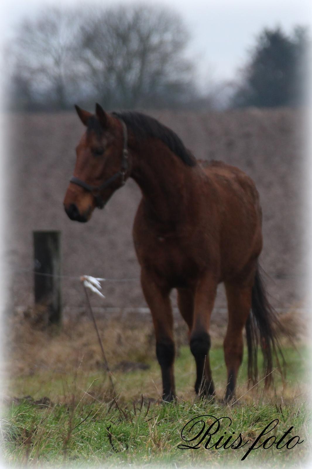 Dansk Varmblod Per billede 11