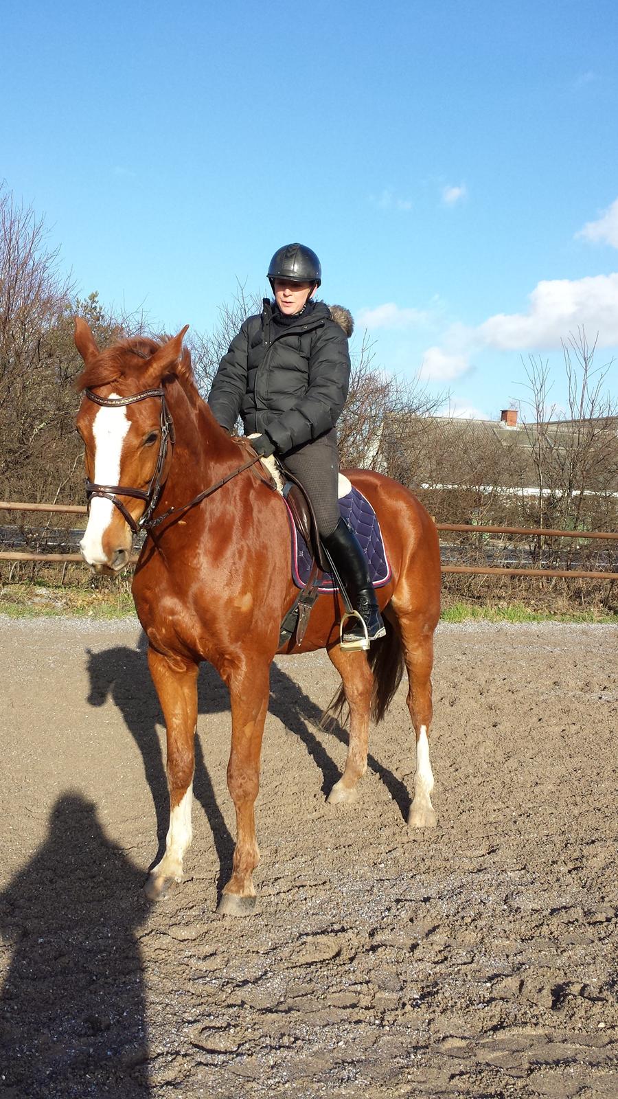 Dansk Varmblod Wegas*R.I.P* billede 9