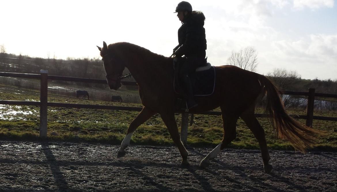 Dansk Varmblod Wegas*R.I.P* billede 10