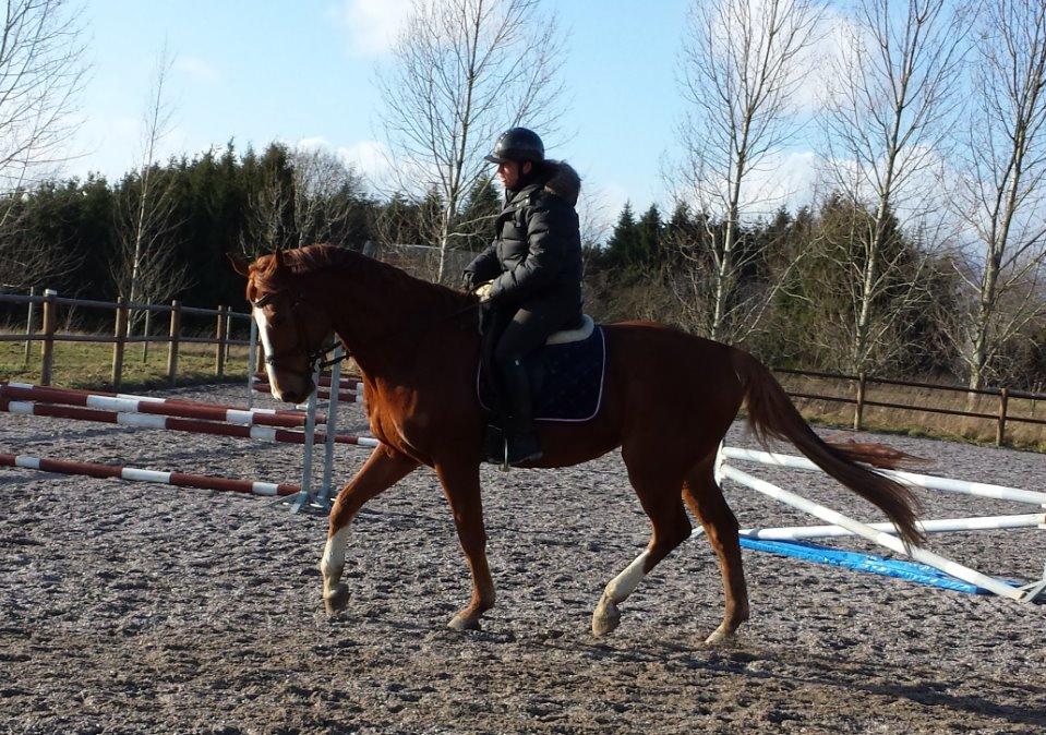 Dansk Varmblod Wegas*R.I.P* billede 14