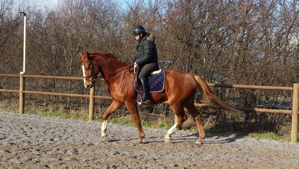 Dansk Varmblod Wegas*R.I.P* billede 12