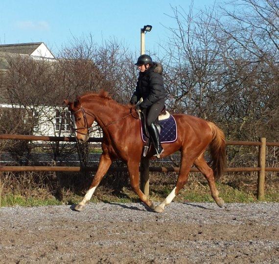 Dansk Varmblod Wegas*R.I.P* billede 18