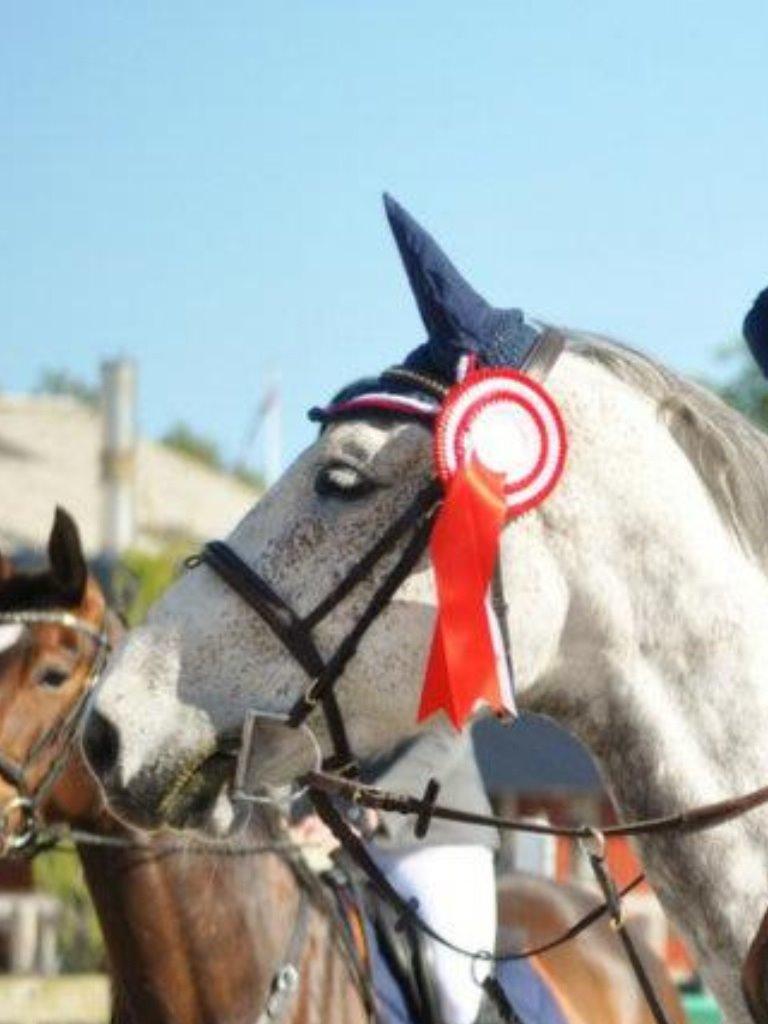 Holstener QUORP'S CADEAU billede 8