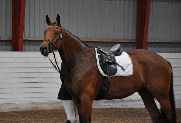 Hannoveraner Lavendel billede 4