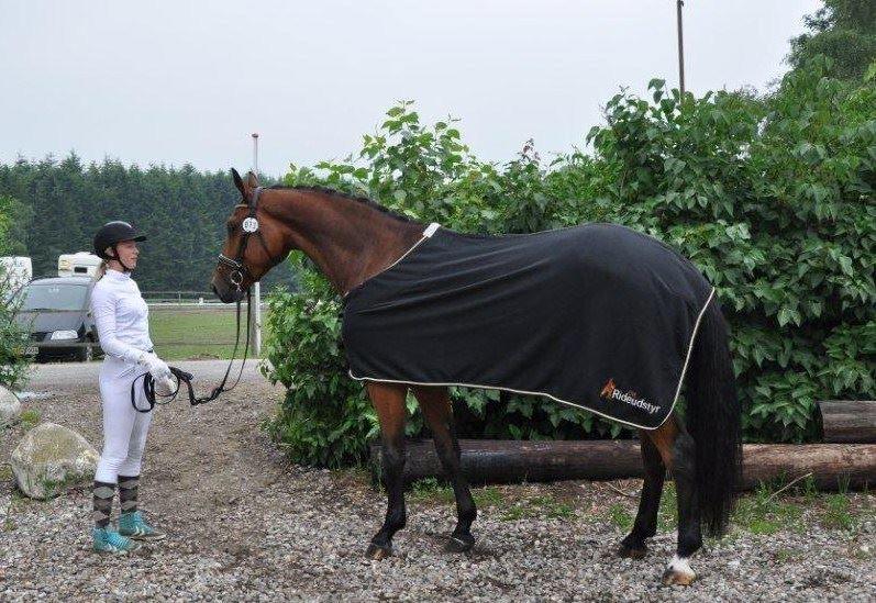 Hannoveraner Lavendel billede 5