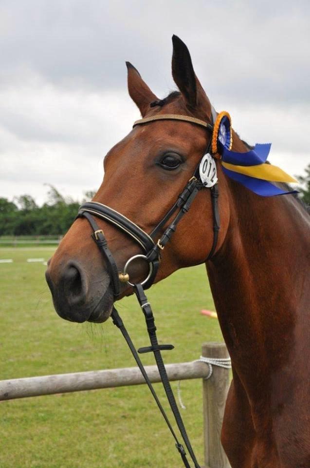 Hannoveraner Lavendel billede 1