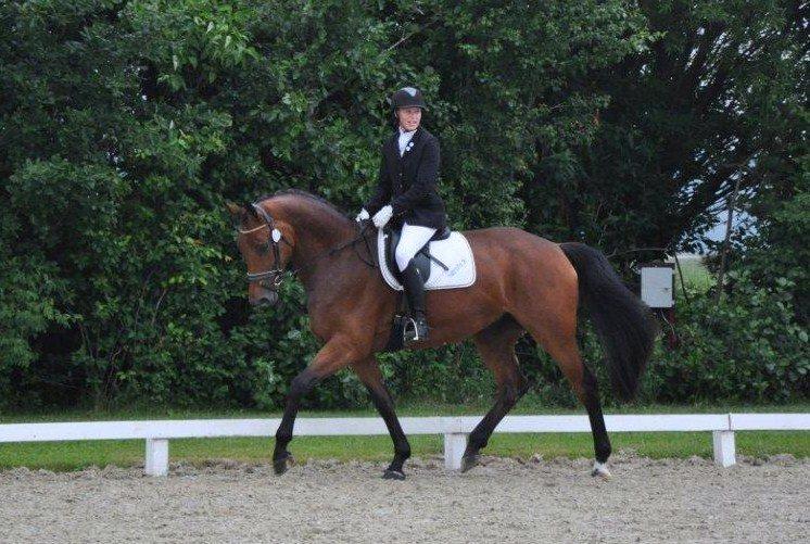 Hannoveraner Lavendel billede 2