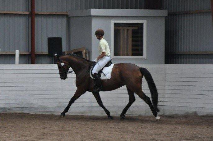 Hannoveraner Lavendel billede 3