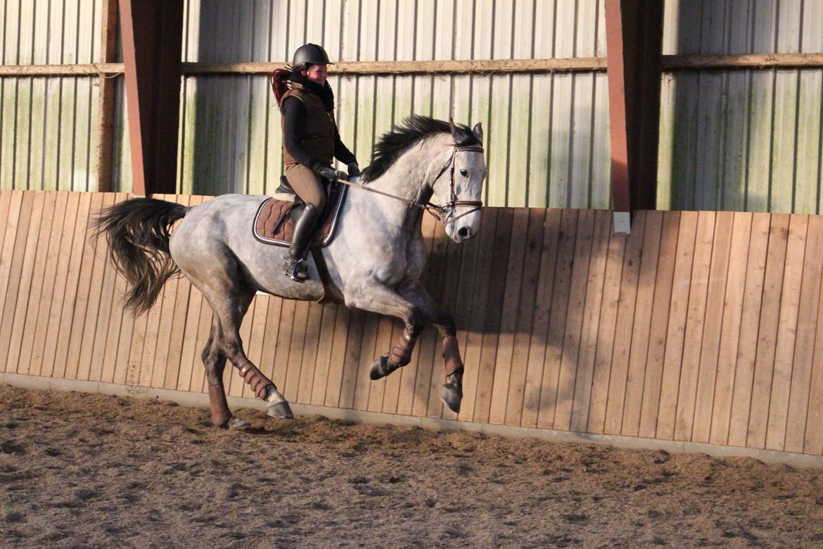 Holstener Casinado - Hans skønne galop billede 24