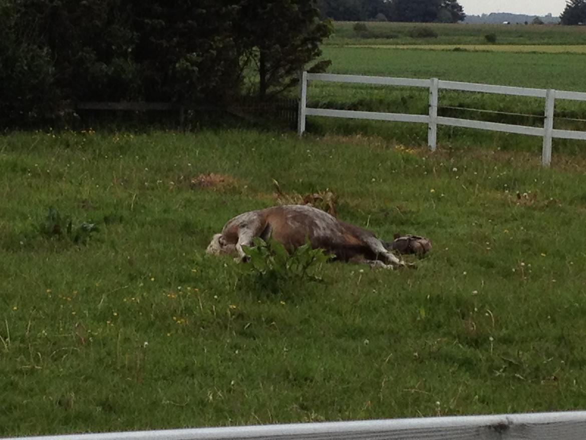 Anden særlig race musse billede 14