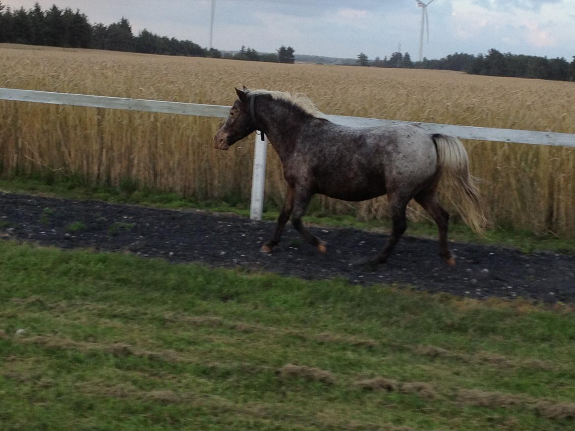 Anden særlig race musse billede 15
