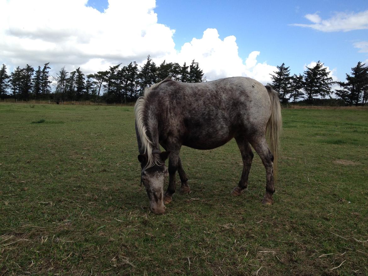 Anden særlig race musse billede 3