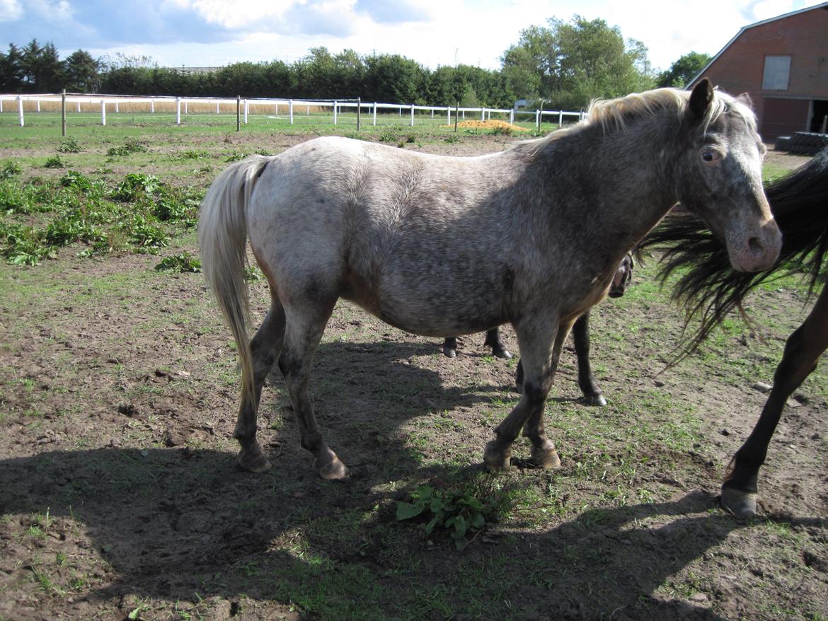 Anden særlig race musse billede 2