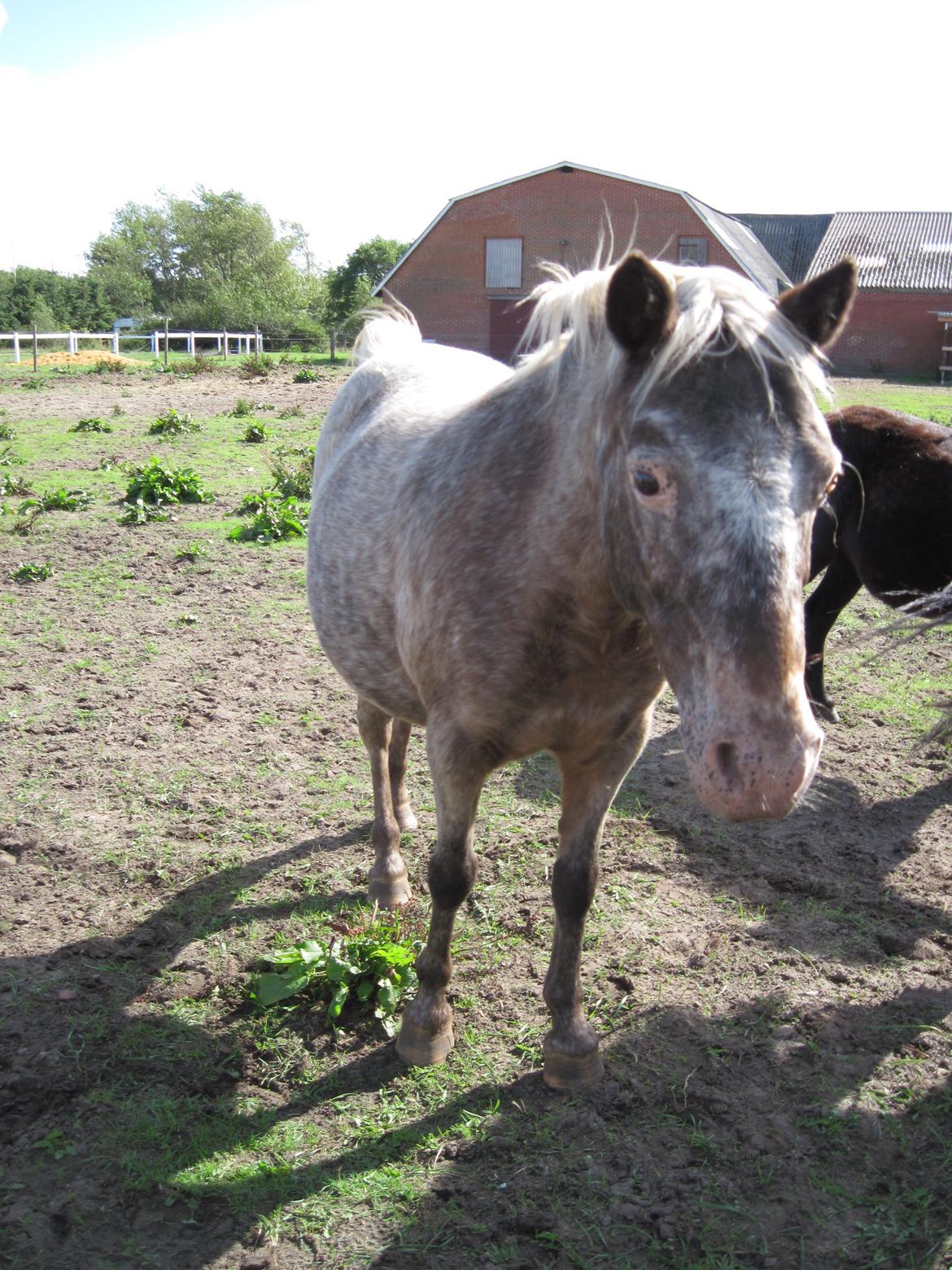 Anden særlig race musse billede 1