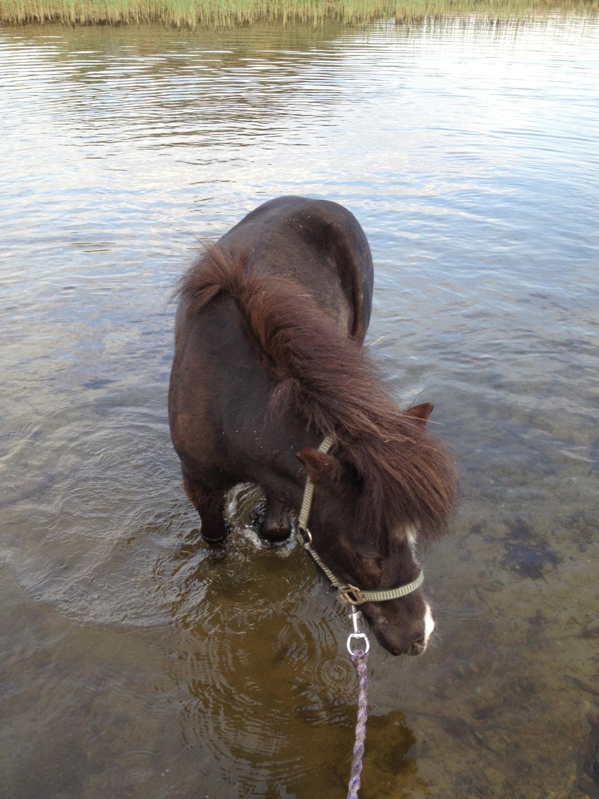 Anden særlig race Bella billede 1