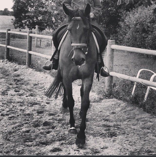 Traver Maja simoni billede 13