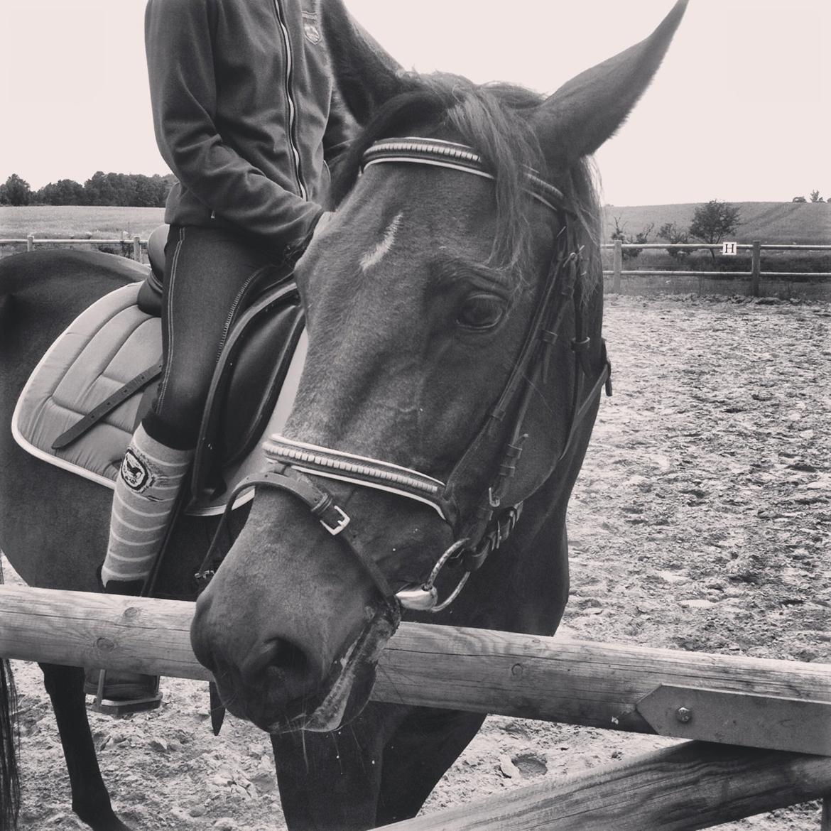 Traver Maja simoni billede 14