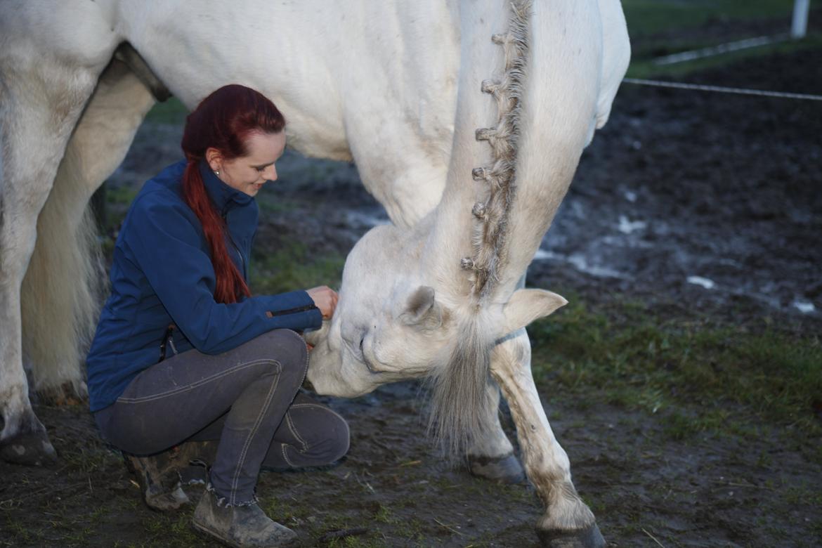 Arabisk fuldblod (OX) Wathana - "Hvis du lever til du bliver 100, så håber jeg, at jeg bliver 100 år minus en dag, så jeg aldrig skal leve uden dig." Peter Plys billede 17