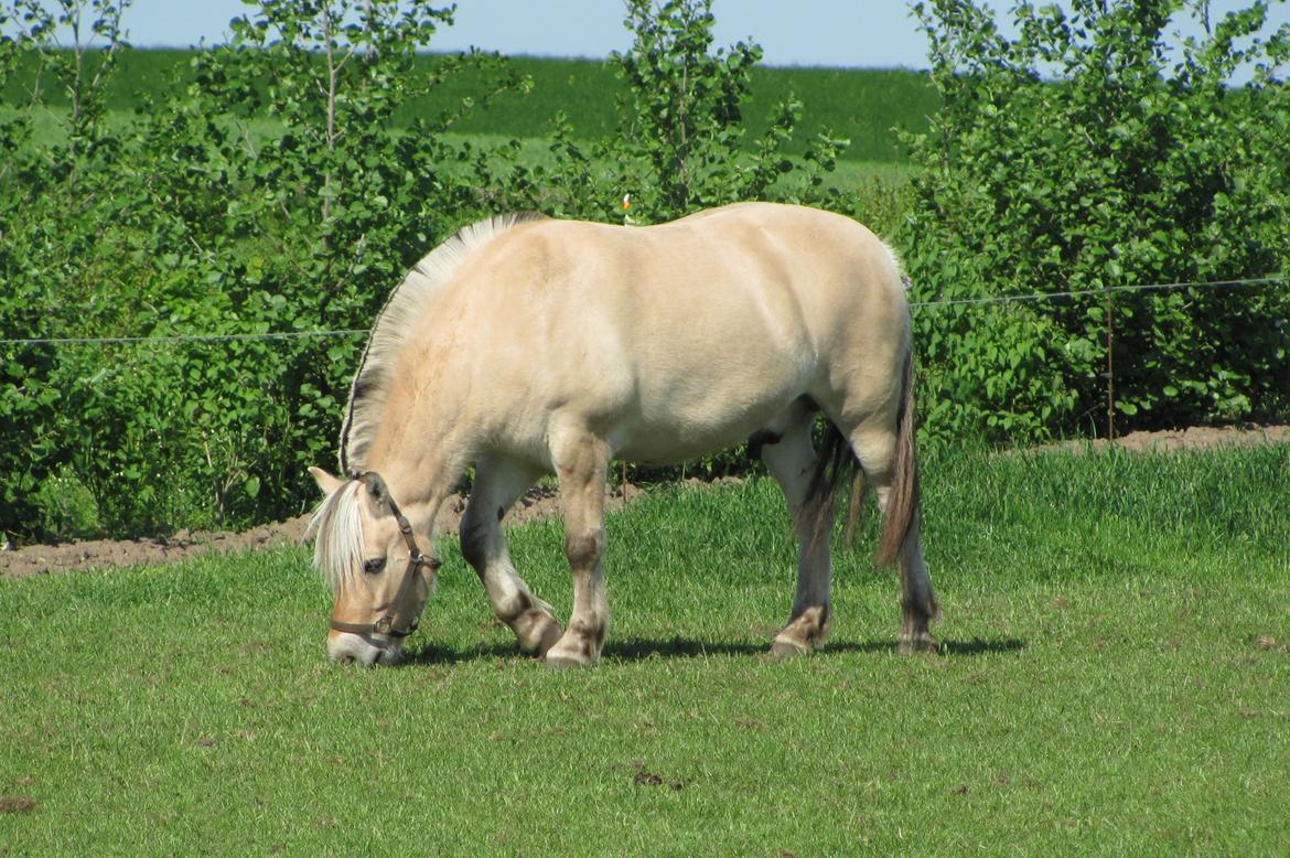 Fjordhest Ørn Fjordlyst billede 14
