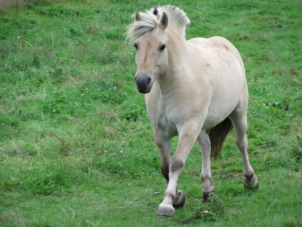 Fjordhest Ørn Fjordlyst billede 8