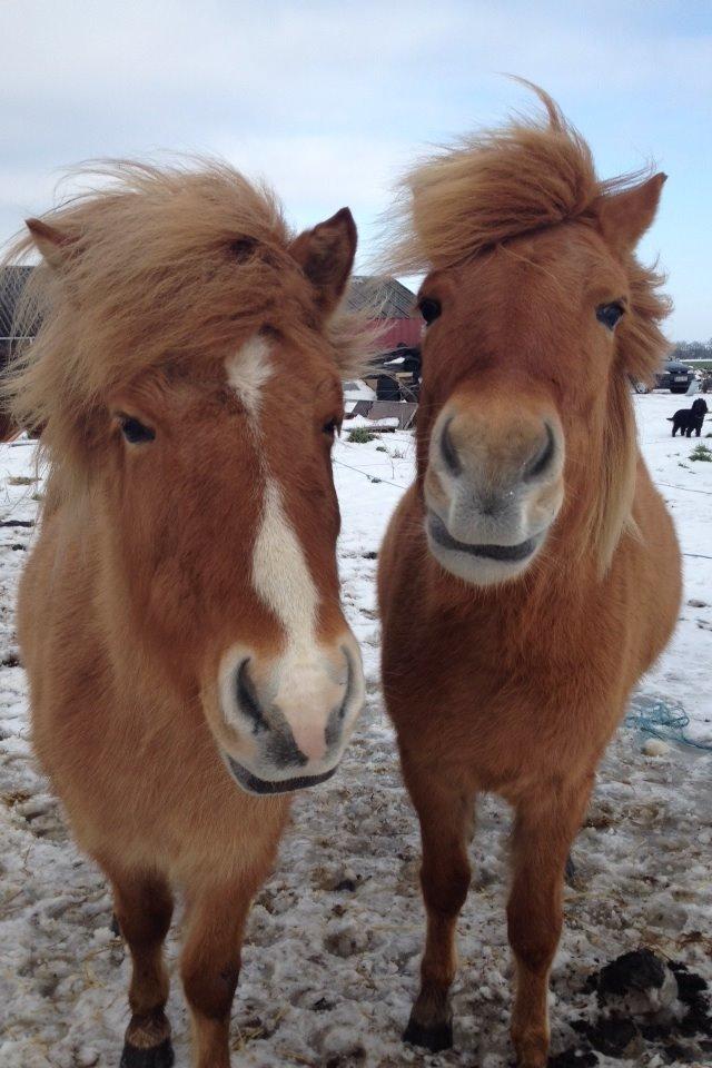 Islænder Sóley fra Röðli billede 8