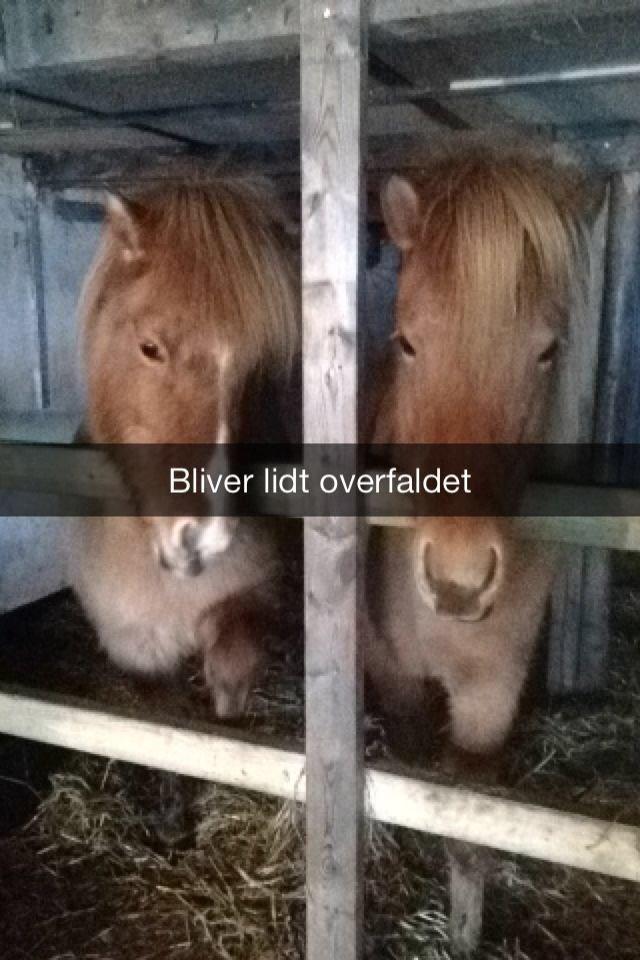 Islænder Sóley fra Röðli billede 9