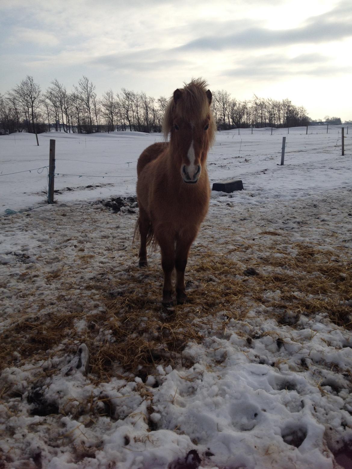 Islænder Sóley fra Röðli billede 10