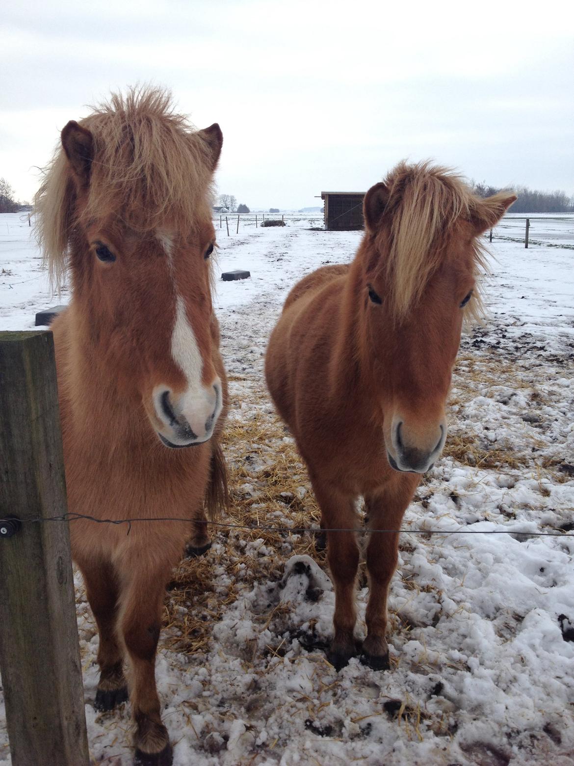 Islænder Sóley fra Röðli billede 11