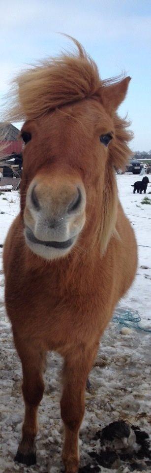 Islænder Tritla - Trille <3 billede 8