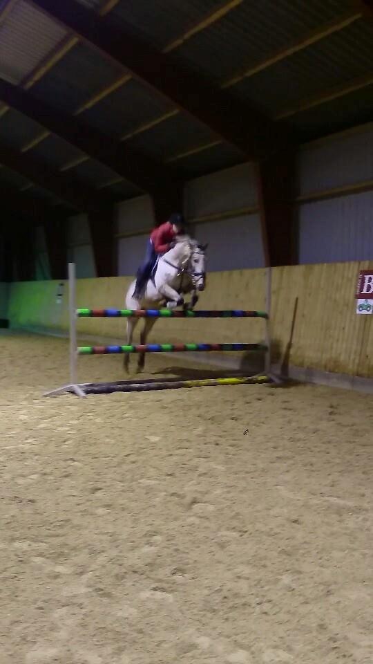 Knabstrupper Rufus den almægtige billede 11