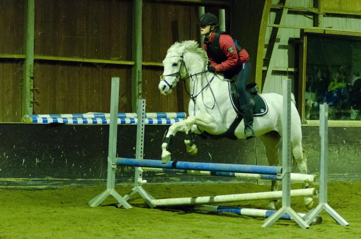 Arabisk fuldblod (OX) Ta Malim OX - Springtræning billede 15