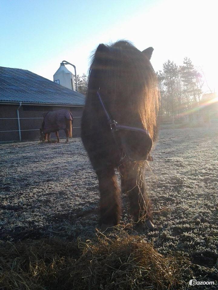 Shetlænder Shazu - Dagen efter han kom hjem :) billede 4