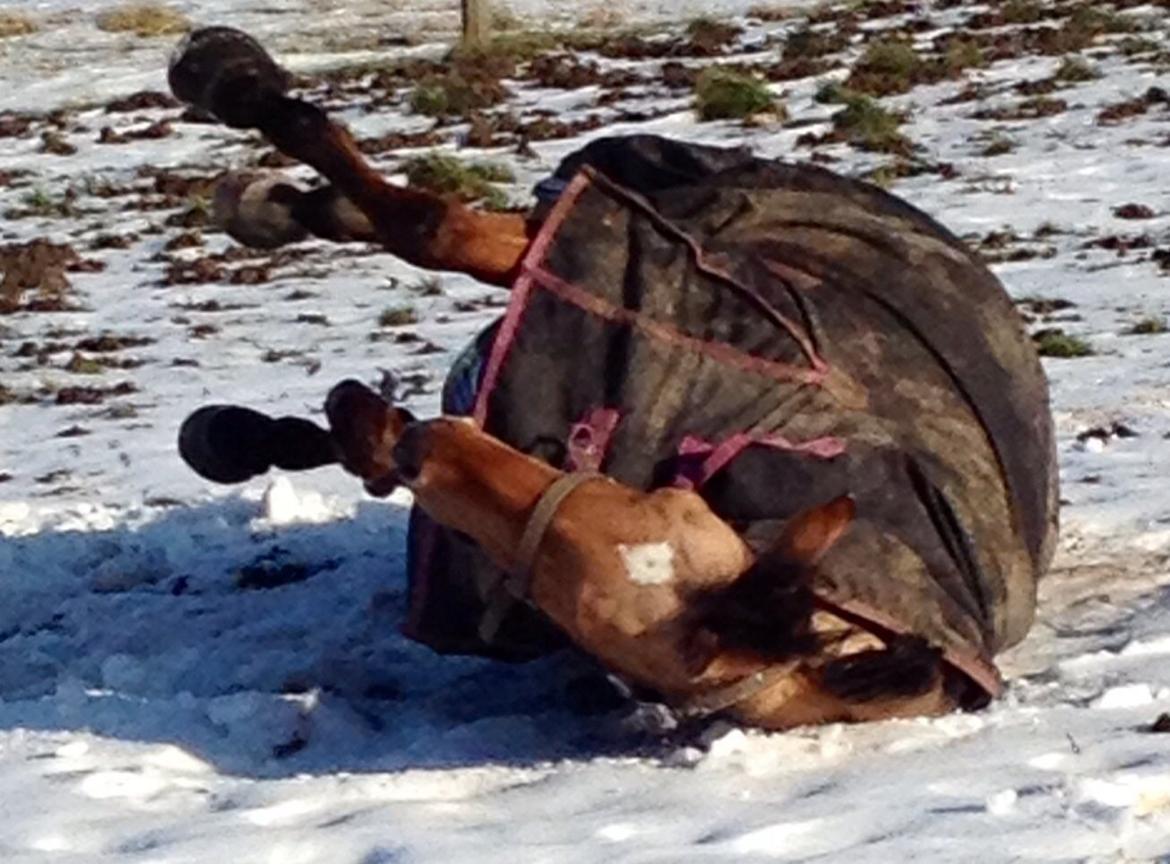 Anden særlig race Labina Suprise billede 16