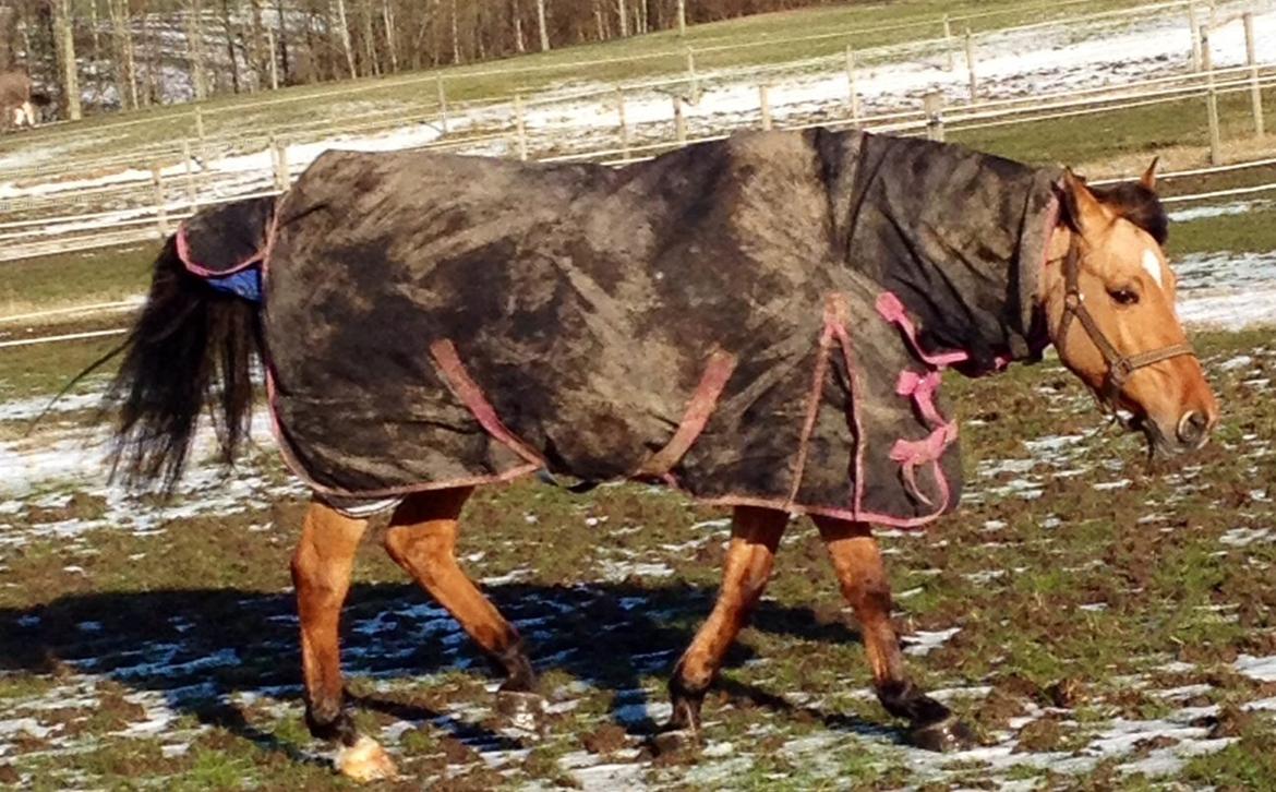 Anden særlig race Labina Suprise billede 17